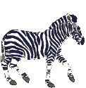 Zebra_walks